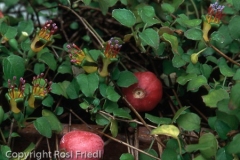 F. procumbens mit Fruechten