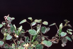 F. procumbens buntlaubig (gestreifte Knospe)