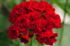 Scarlet Rosebud